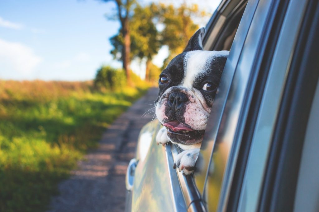 viajar con tu perro en coche