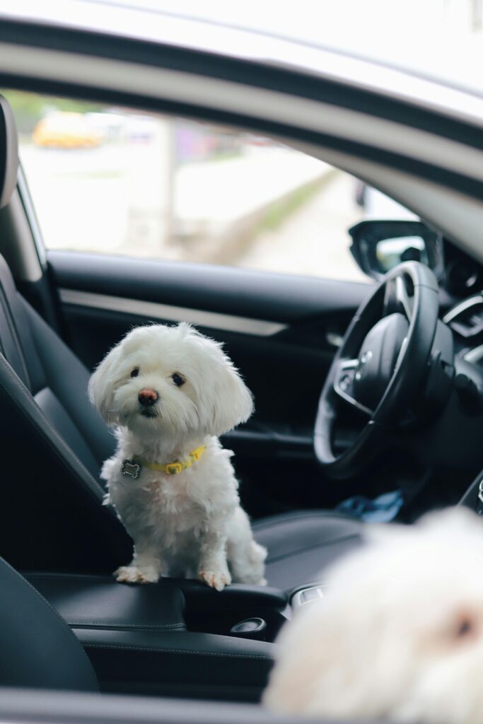 viajar en coche con perro