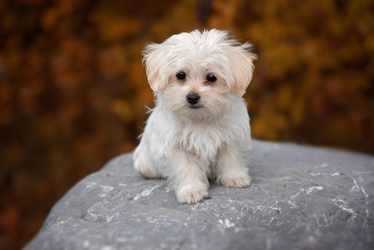 bichón maltés