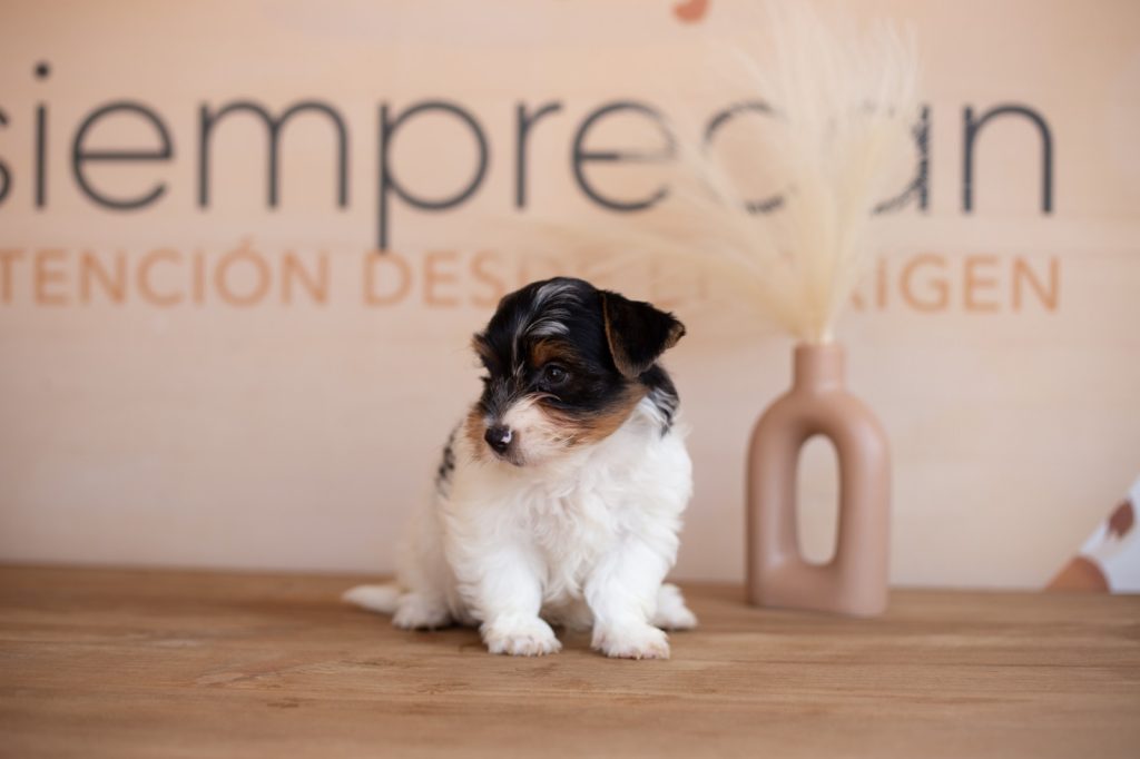 biewer terrier