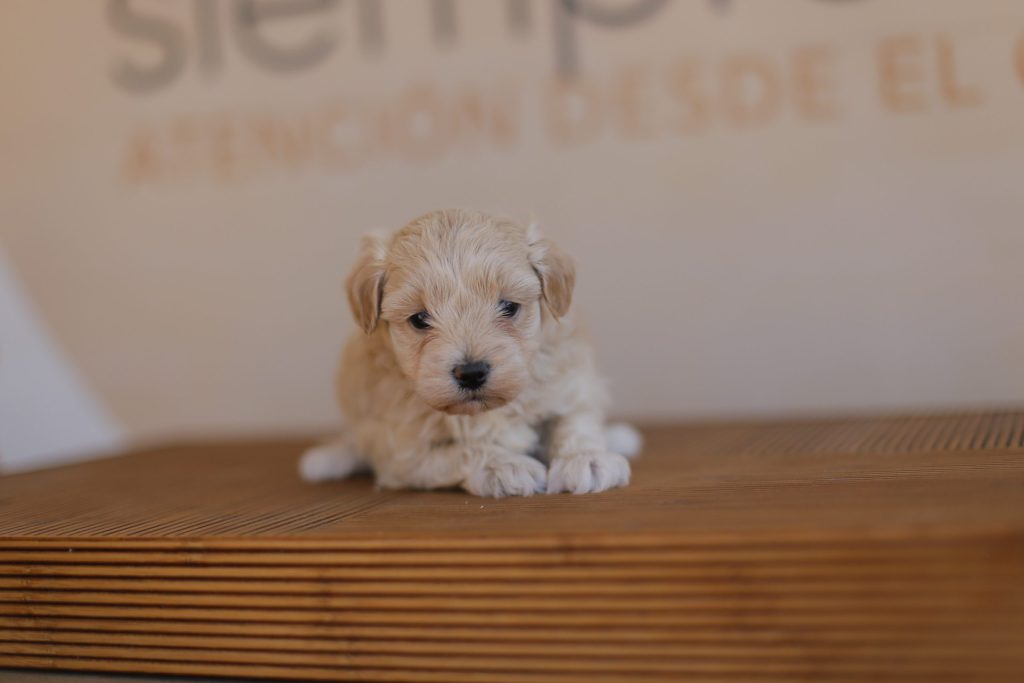 cachorro maltipoo
