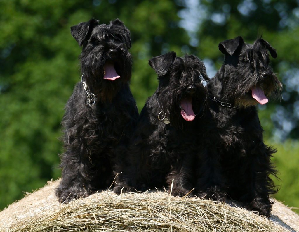 cachorro schnauzer negra