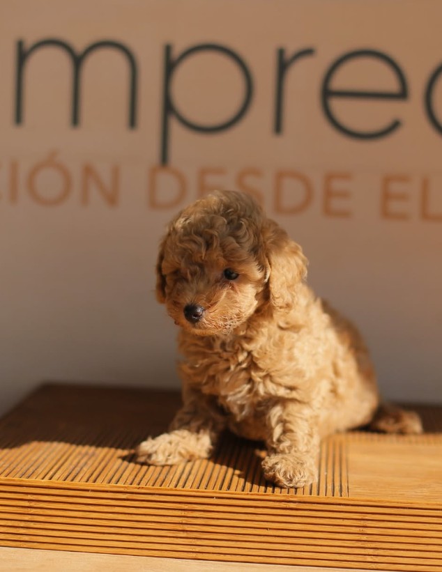 cachorros maltipoo