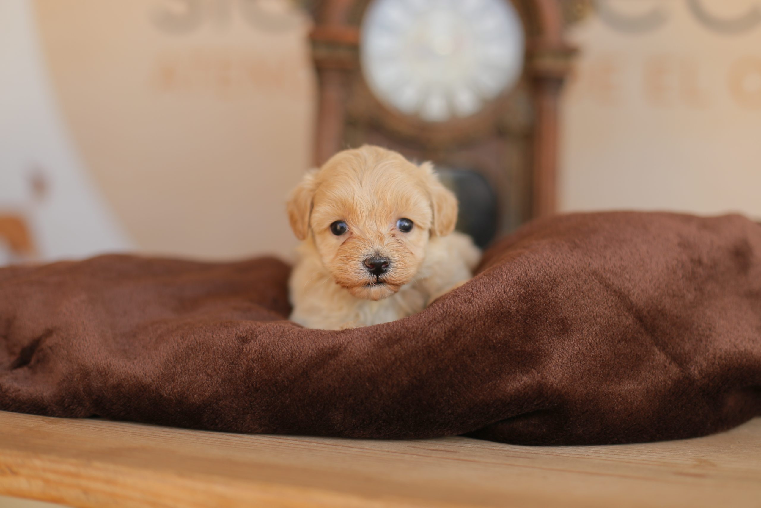 cães maltipoo