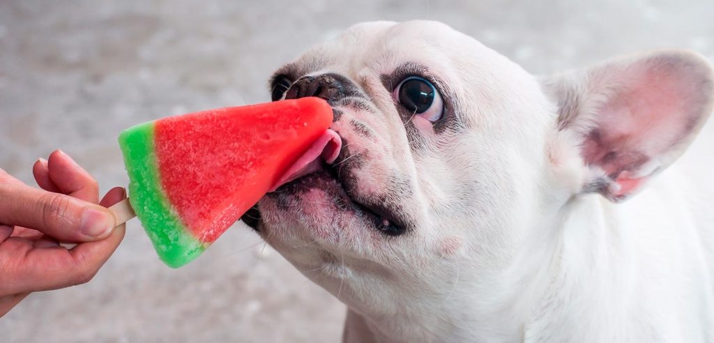 cães pequenos no verão