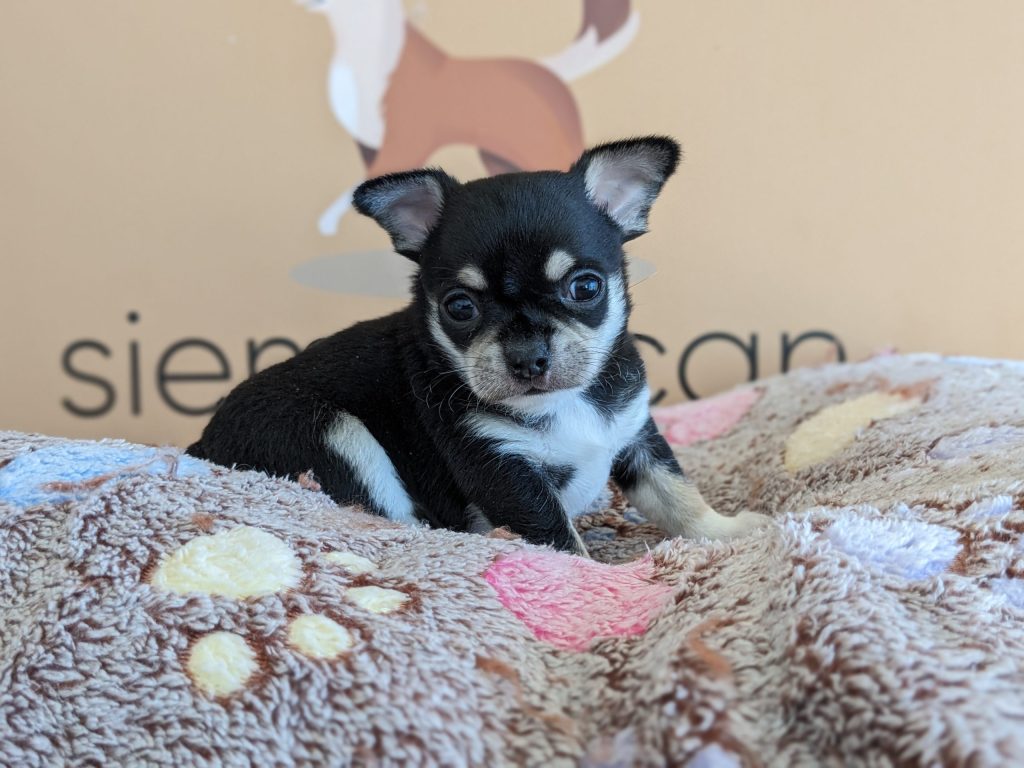 tipos de chihuahua