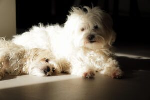 comprar bichon maltês Portugal