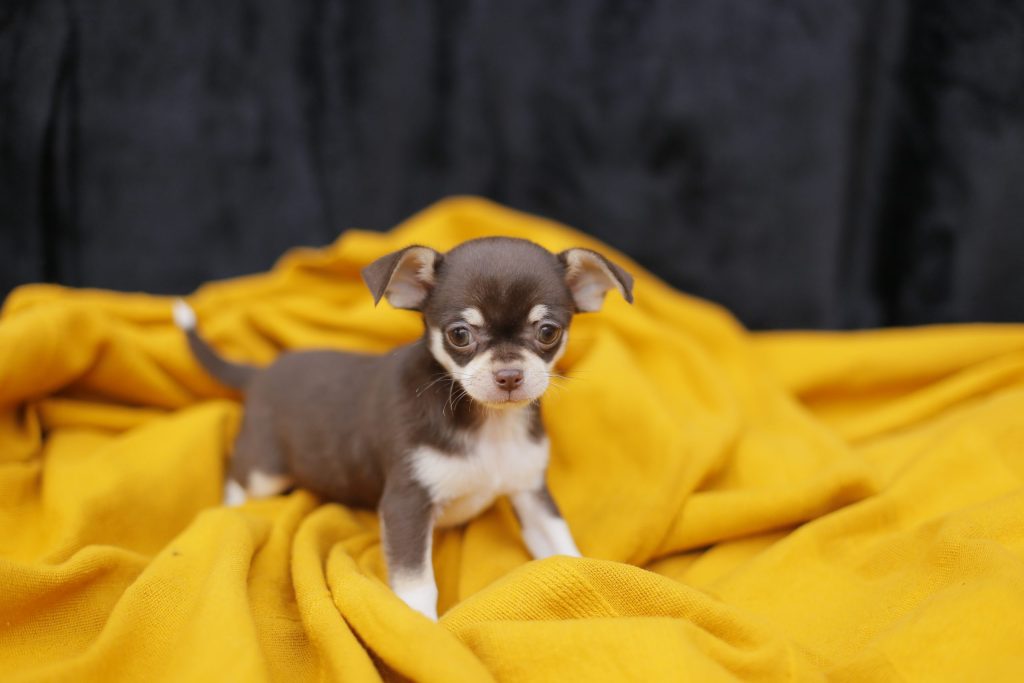 tipos de chihuahua