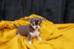 comprar chihuahua