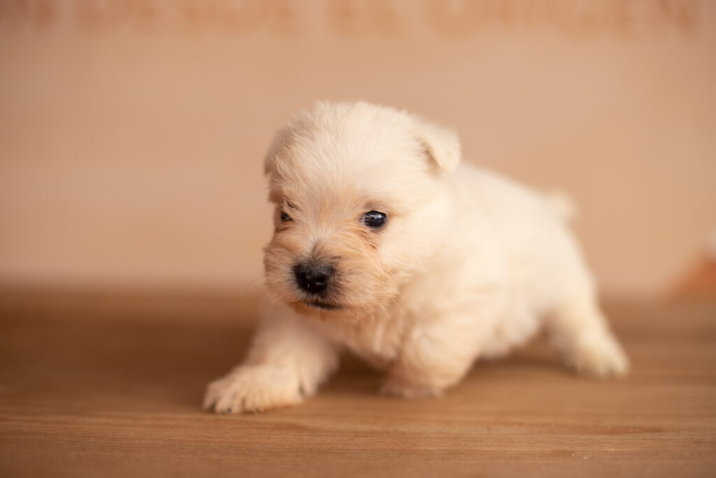 comprar filhote Westy