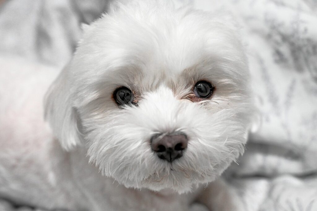 criador bichon maltês Portugal