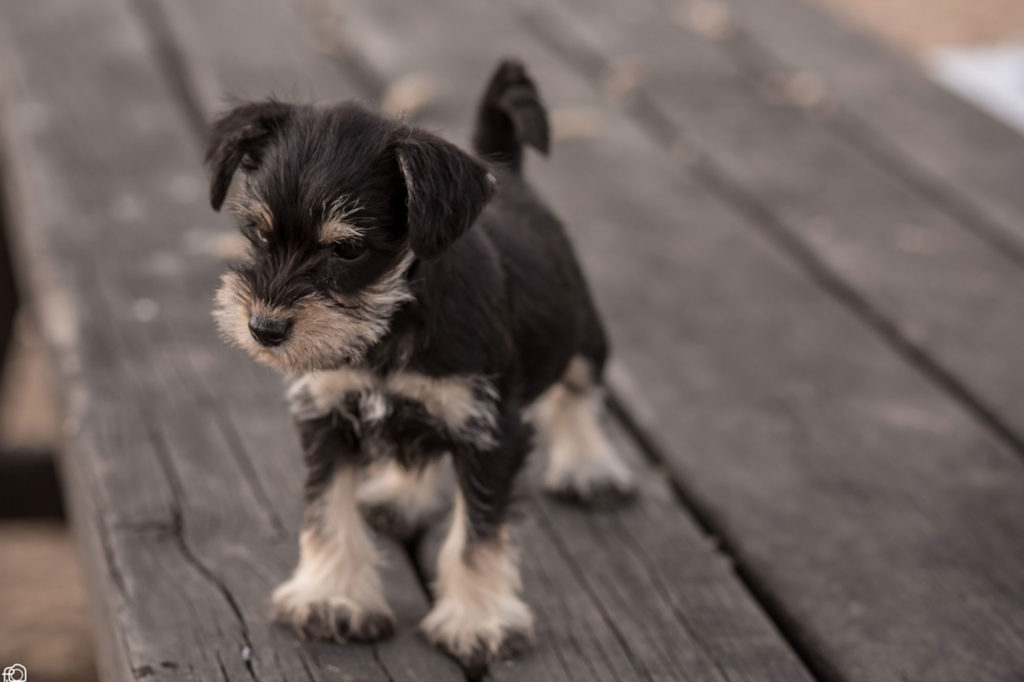 criadores schnauzer miniatura