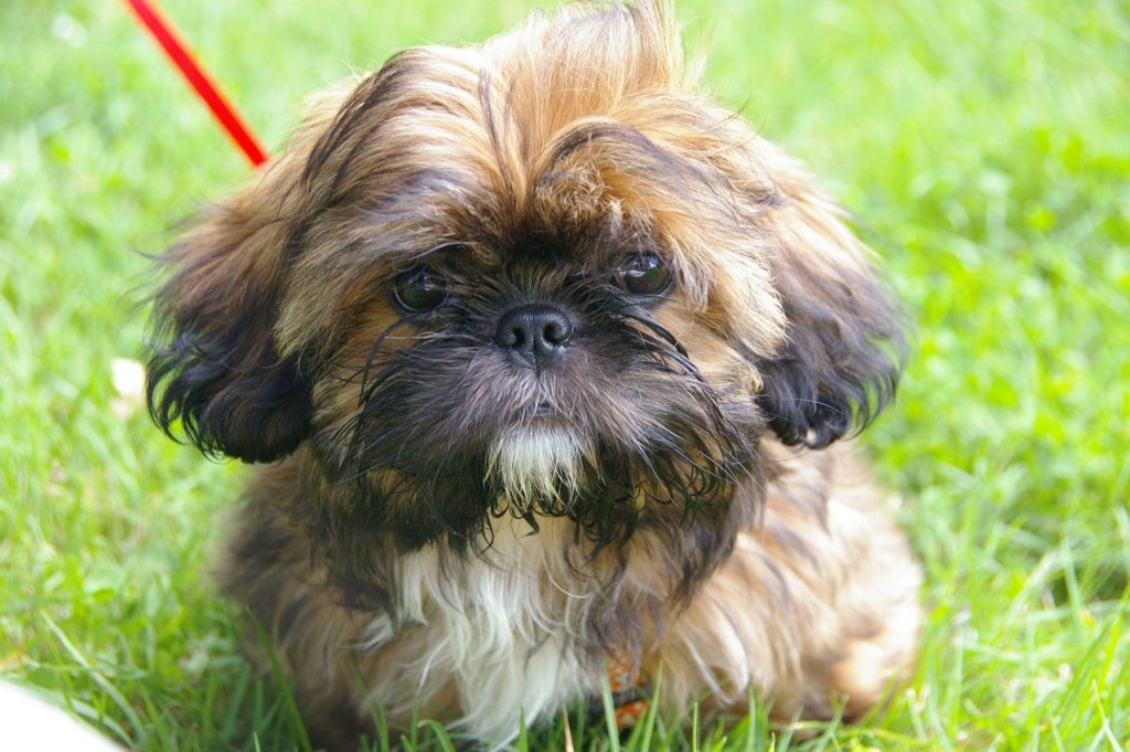 como-cuidar-a-un-cachorro