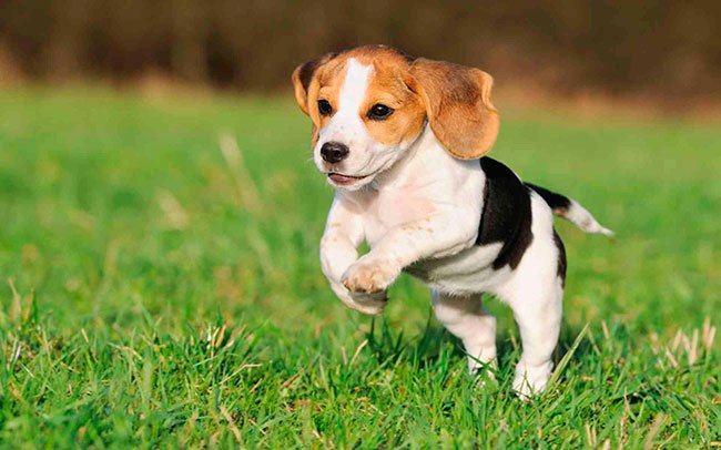 desparasitante interno e externo cães