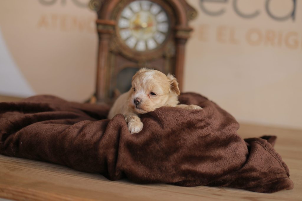 maltipoo cuidados