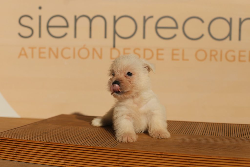 perros westy