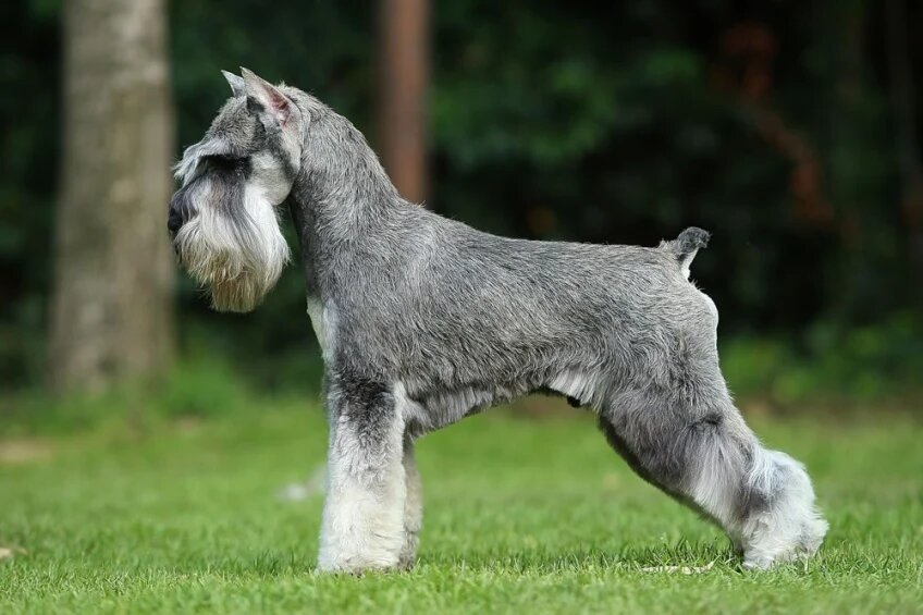 schnauzer mini preço