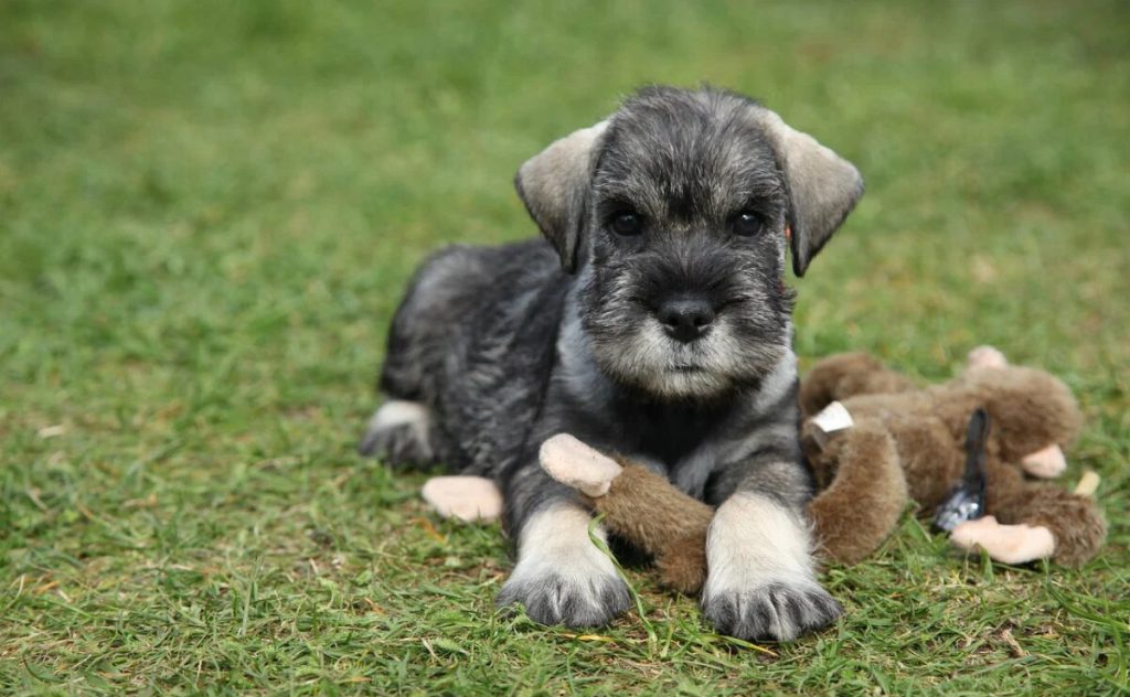 schnauzer mini sal y pimienta