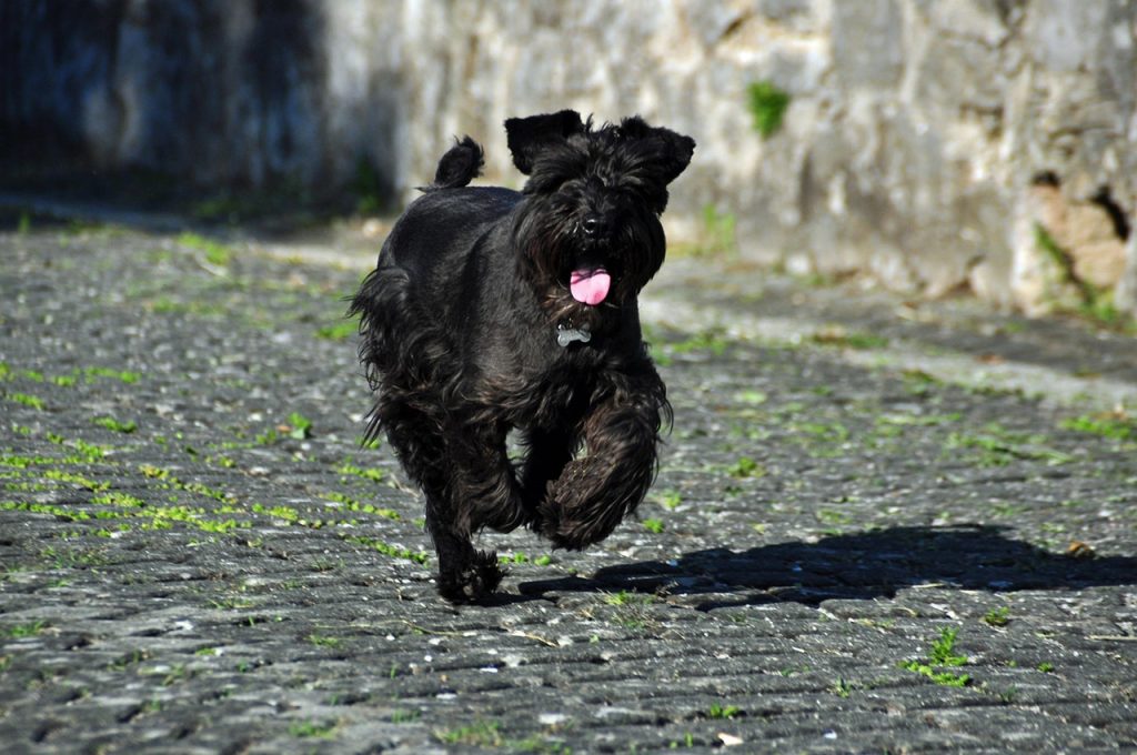 schnauzer negra