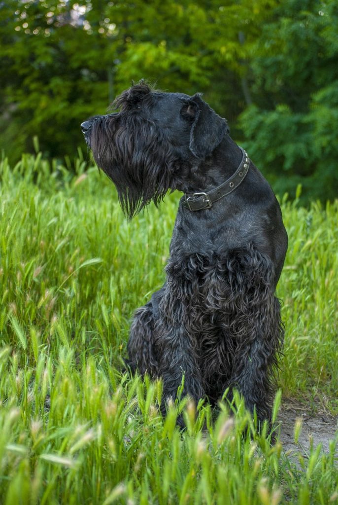 schnauzer negra cuidados