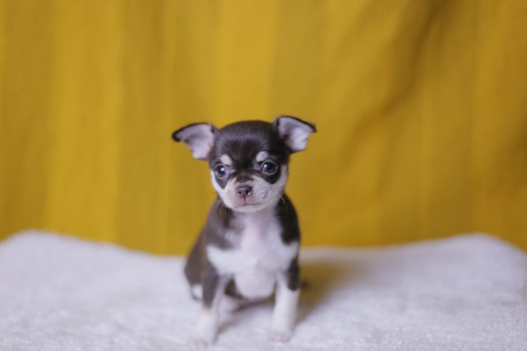 tipos de chihuahua