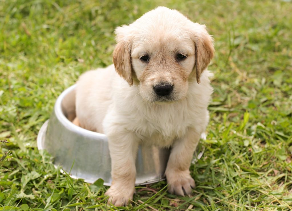 alimentação natural para cães