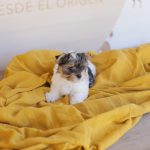 biewer terrier