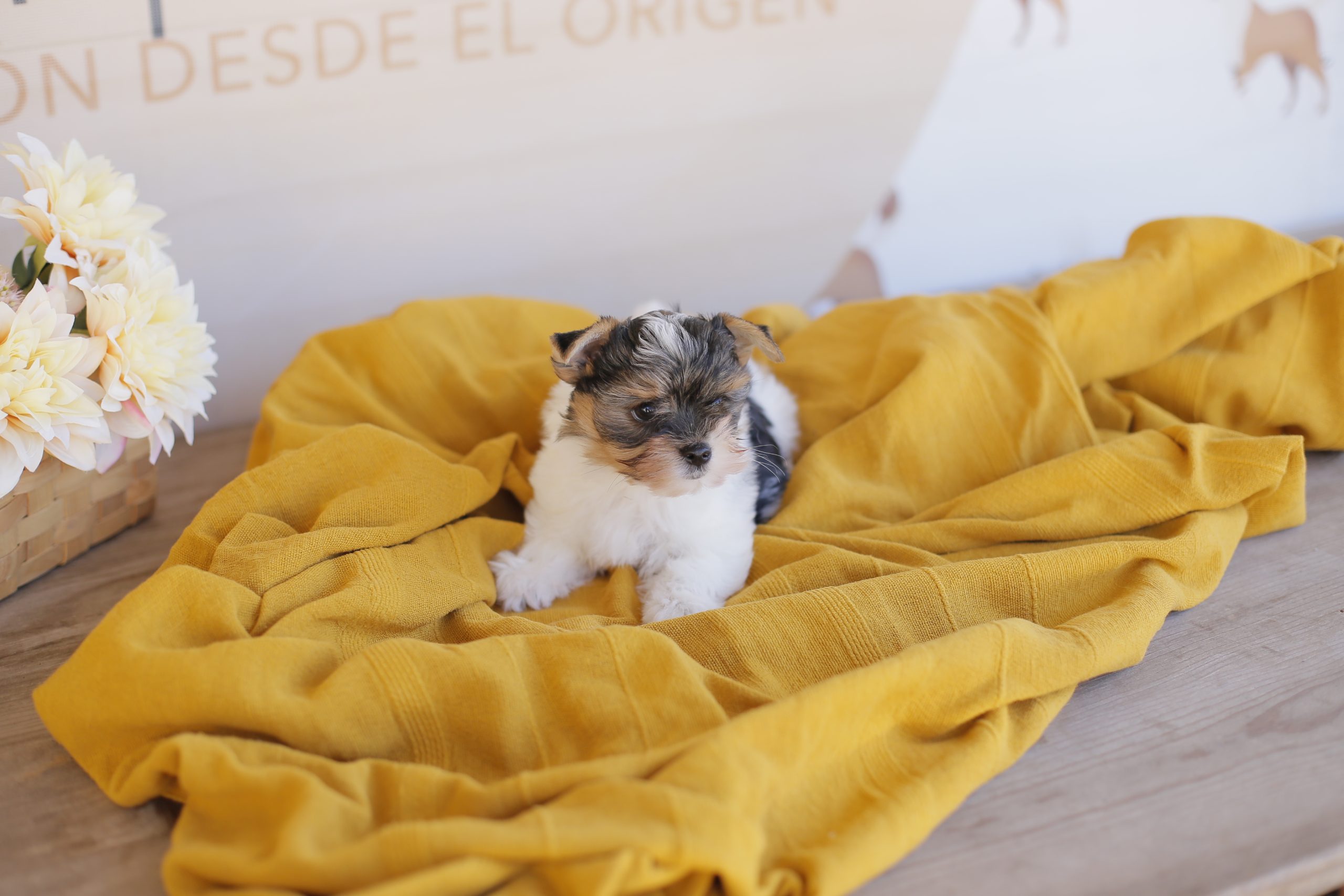 biewer terrier
