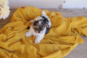 biewer terrier toy