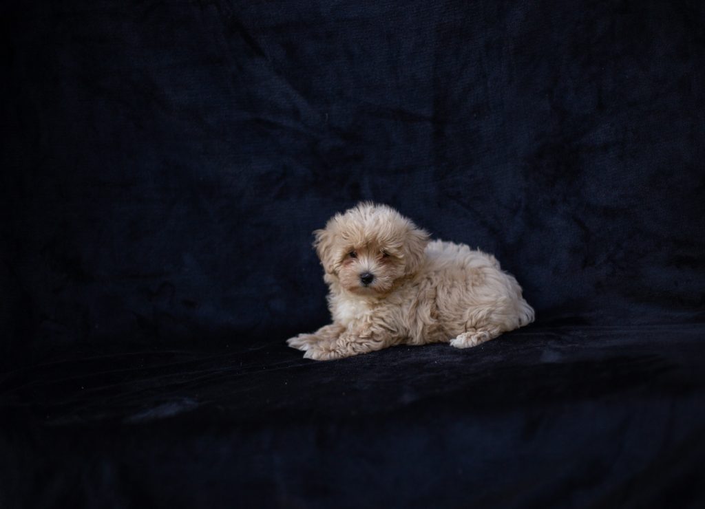 cães toy