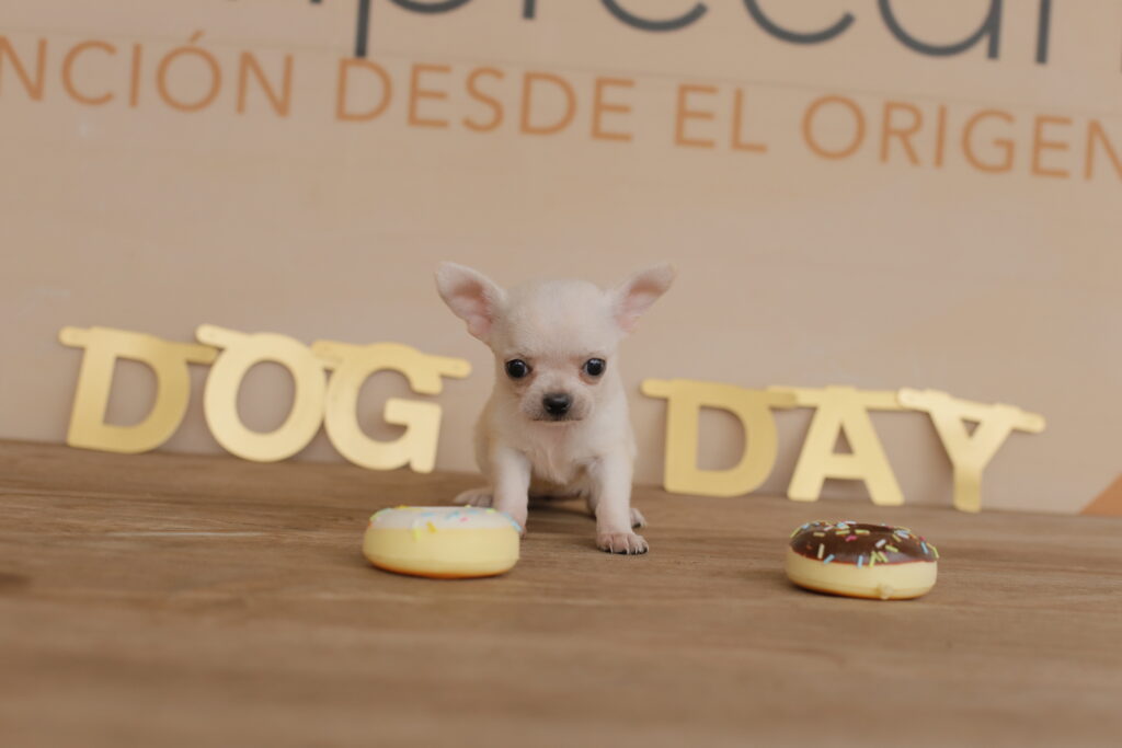 comida natural para cães