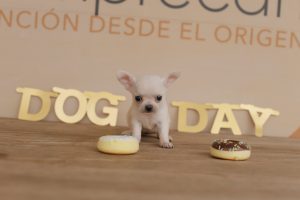 comida natural para cães