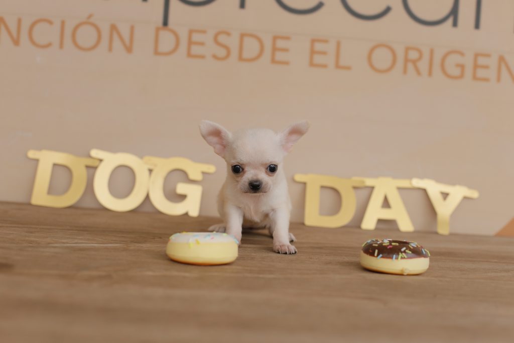 comida natural para perros