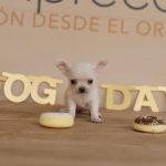 comida natural para perros