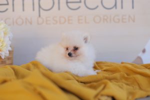 mini lulu de pomerania