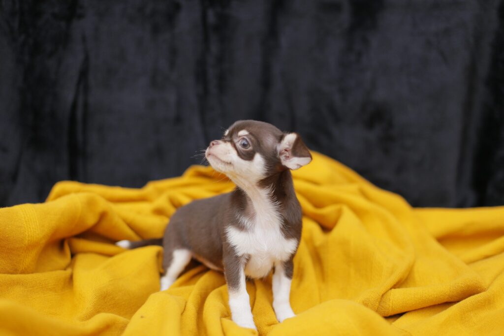nomes para cães pequenos
