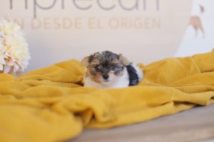 perros biewer terrier