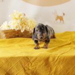 perros pequeños