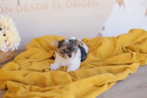 pienso natural para perros