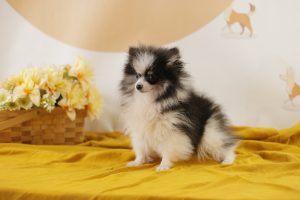 pomerania