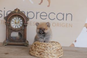 pomerania toy