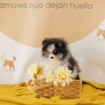 tipos de pomerania