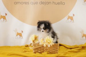 tipos de pomerania