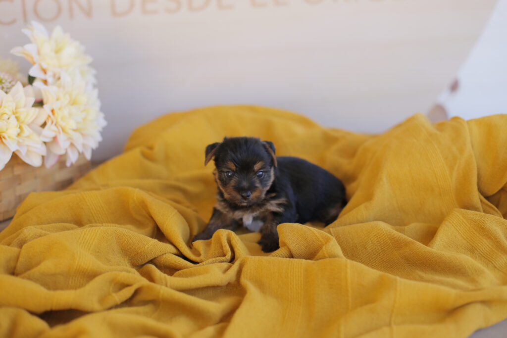 cachorro yorkshire mini toy