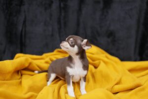 como saber si los perros tienen frío