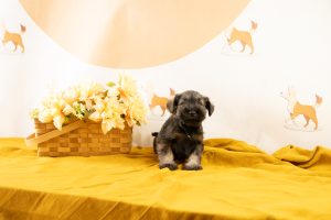 razas de perros pequeños