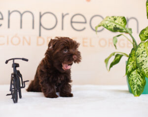 yorkshire terrier precio