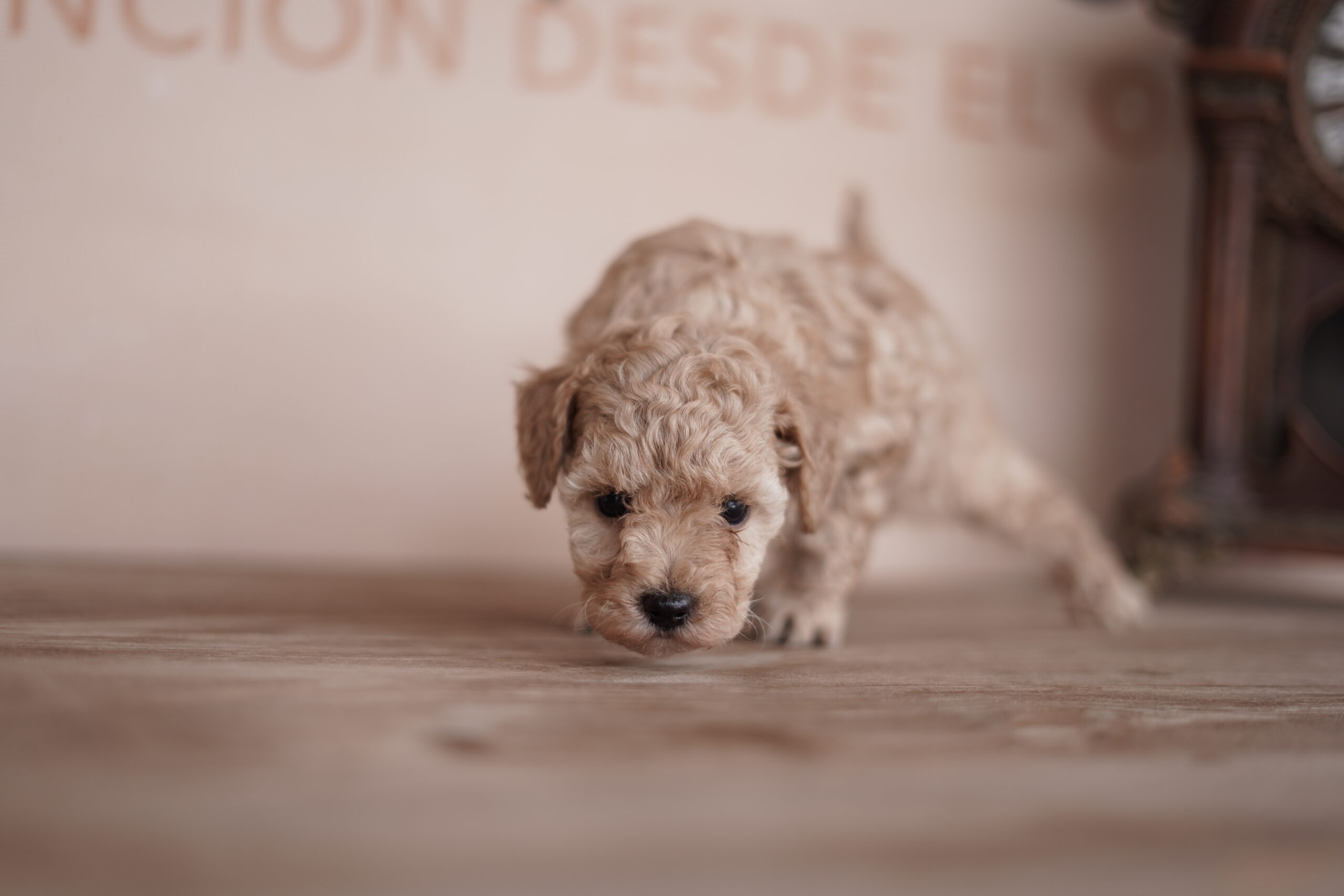 Diferencia entre caniche toy y mini toy