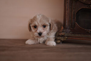 Maltipoo mini