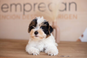 biewer yorkshire terrier